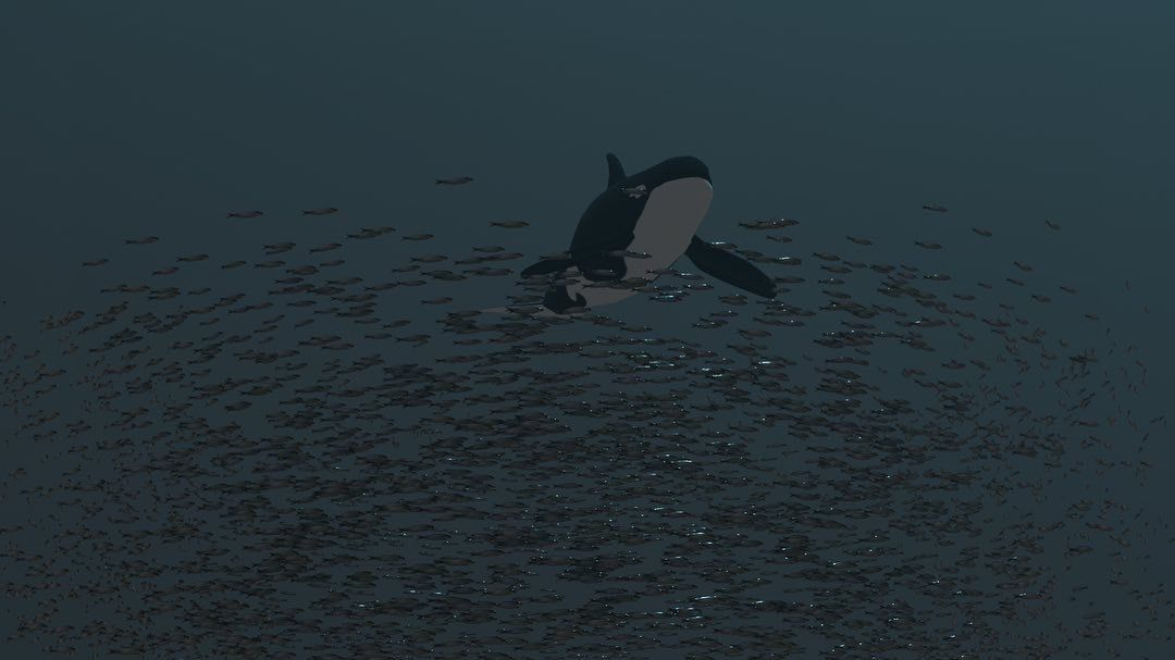 How orca hunt